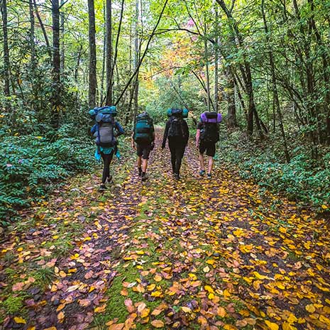 四个徒步旅行者走在树叶散落的小路上。