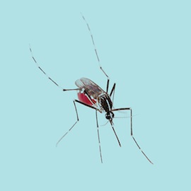 蚊子的插图