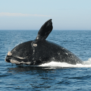 一只北大西洋露脊鲸露出水面。